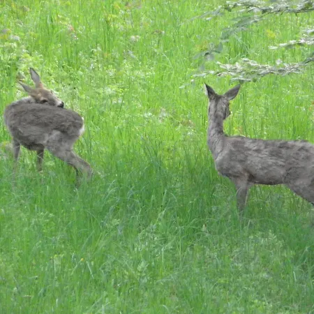 Bed & Breakfast Alpuntogiusto